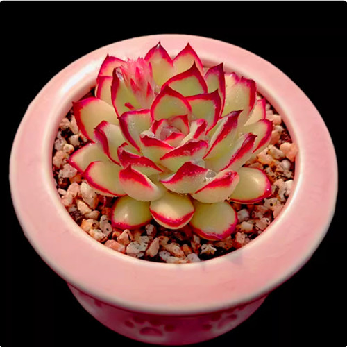 带盆肉酱玫瑰4厘米左右满9.9元包邮多肉植物