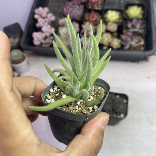 银狐之尾 5厘米左右 多肉植物  满9.9元包邮多肉植物