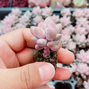 小婴儿手指3厘米左右满9.9元包邮多肉植物