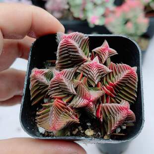 多肉植物 包邮 带盆茜之塔锦 5厘米左右满9.9元