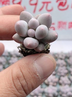 小汤圆 2厘米左右满9.9元包邮多肉植物
