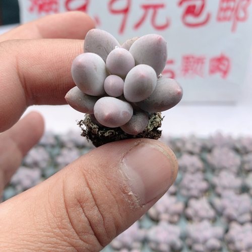 小汤圆 2厘米左右满9.9元包邮多肉植物