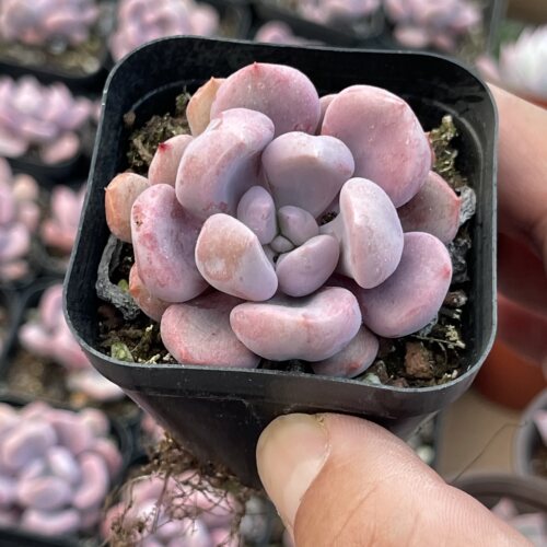 带盆丘比特4厘米左右满9.9元包邮多肉植物