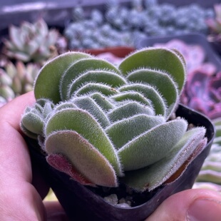 带盆月晕5厘米左右满9.9元包邮多肉植物