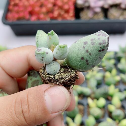 小海豹2.5厘米左右多肉植物  满9.9元包邮多肉植物