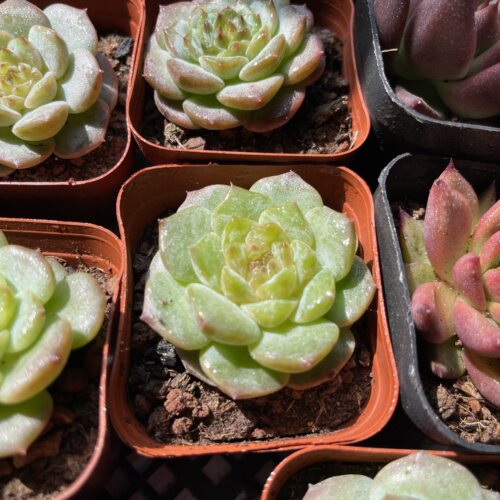 带盆糖心个体   满9.9元包邮多肉植物