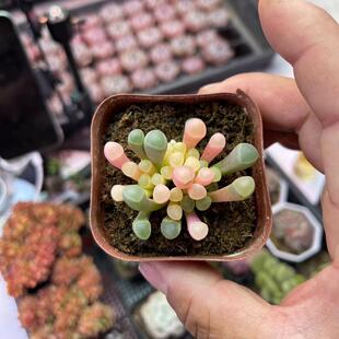 带盆五十铃玉锦4厘米左右满9.9元包邮多肉植物