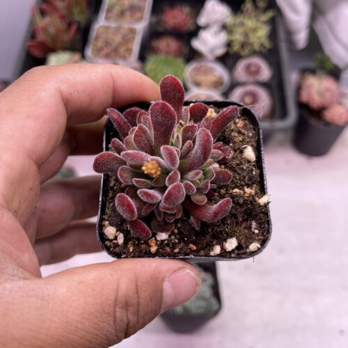 带盆梦春5厘米左右满9.9元包邮多肉植物