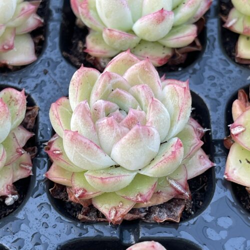 精控小麦秆3厘米左右满9.9元包邮多肉植物