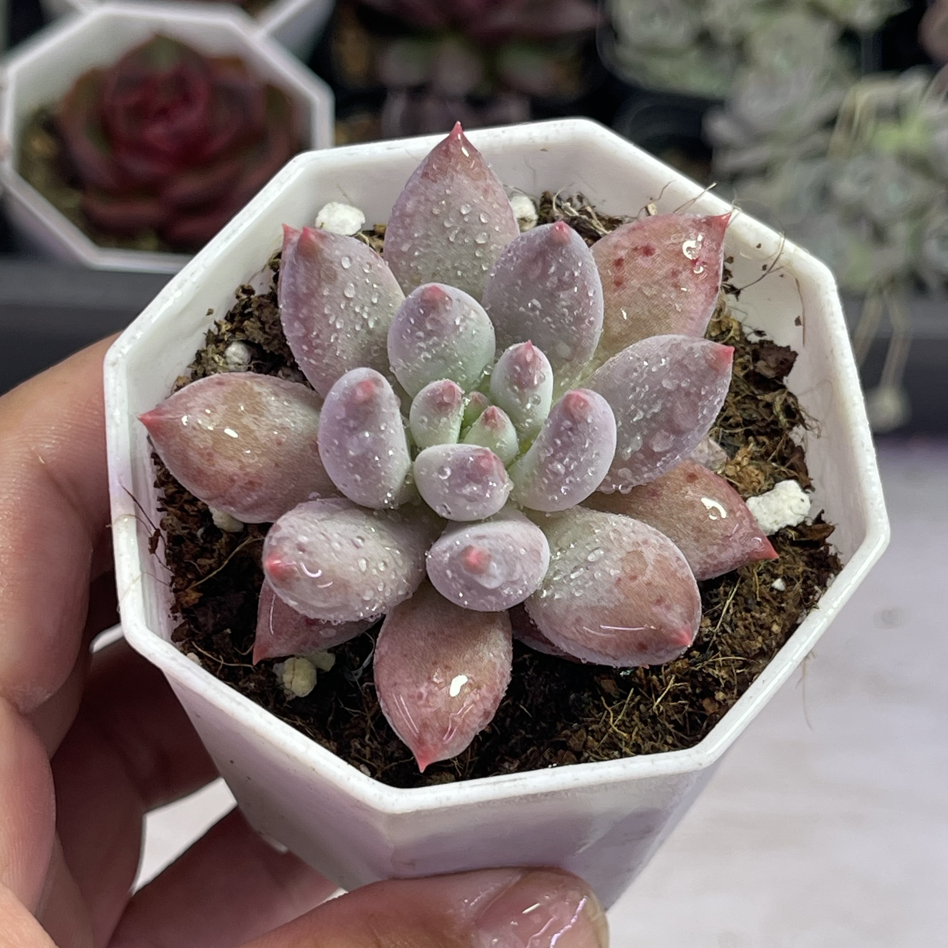 带盆精控所罗门4厘米左右满9.9元包邮多肉植物