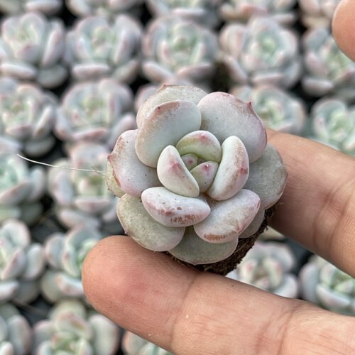 小仙女橙3厘米左右满9.9元包邮多肉植物