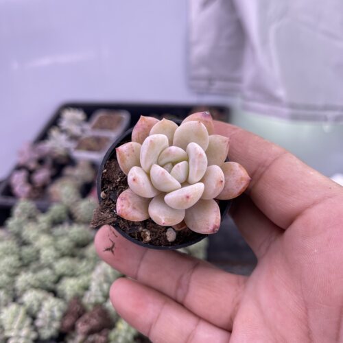 圆盆雪桃4厘米左右满9.9元包邮多肉植物