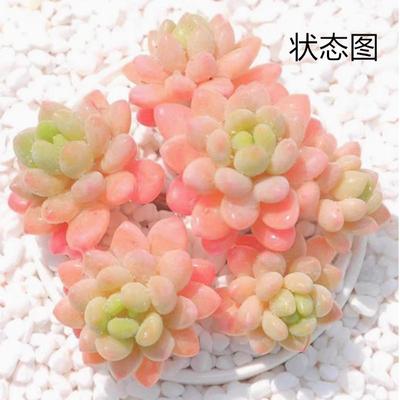 精控洛可可3厘米左右满9.9元包邮多肉植物