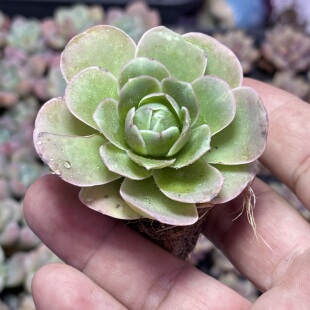 小帕米尔玫瑰3.5厘米左右满9.9元包邮多肉植物