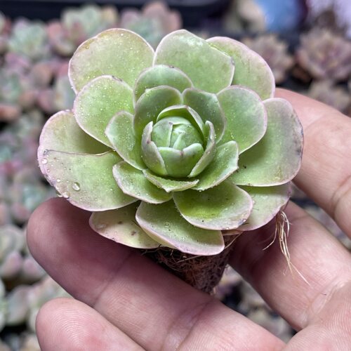 小帕米尔玫瑰3.5厘米左右满9.9元包邮多肉植物