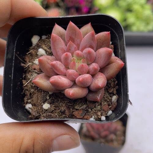 带盆单头红蜻蜓  满9.9元包邮多肉植物