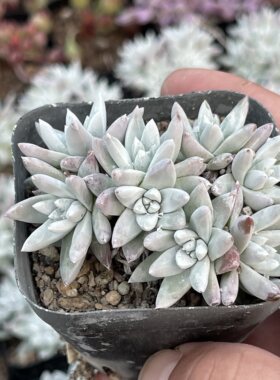 带盆小白菊5厘米左右满9.9元包邮多肉植物