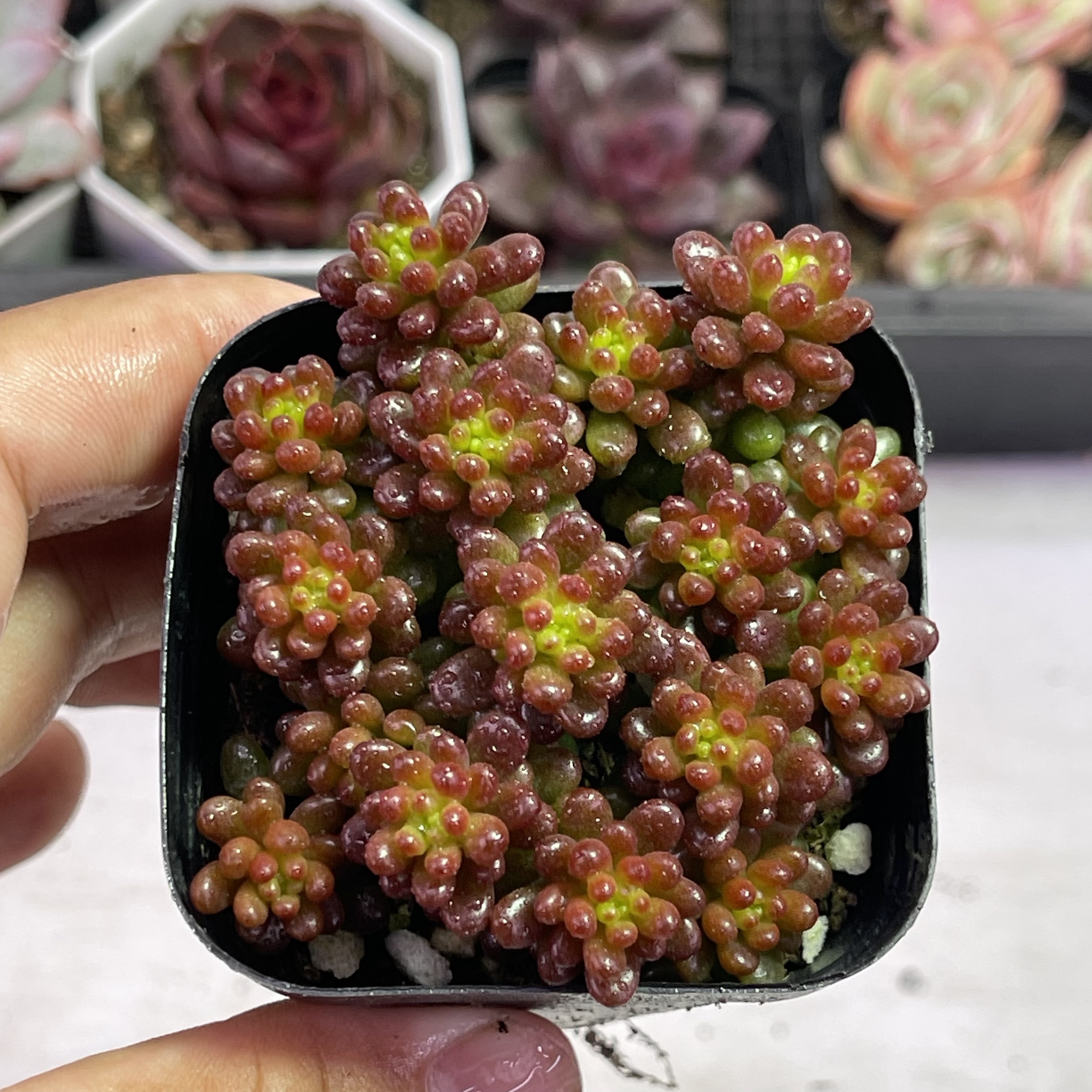 带盆红色浆果4厘米左右满9.9元包邮多肉植物