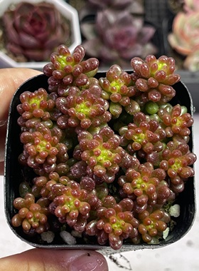 带盆红色浆果4厘米左右满9.9元包邮多肉植物