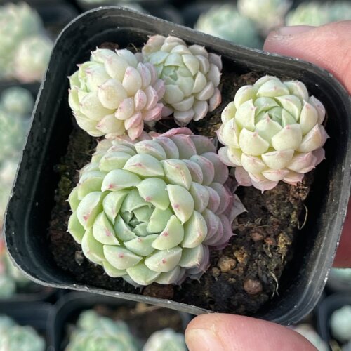 带盆羊脂球4厘米左右满9.9元包邮多肉植物