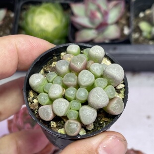 小圆盆五十铃玉4厘米左右满9.9元包邮多肉植物
