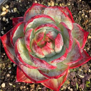 带盆惊鸿仙子3.5厘米满9.9元 多肉植物 包邮