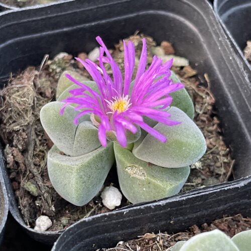 带盆无比玉4厘米左右满9.9元包邮多肉植物