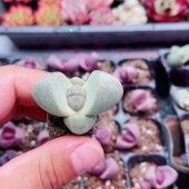 多肉植物 包邮 小元 宝2.5厘米左右满9.9元