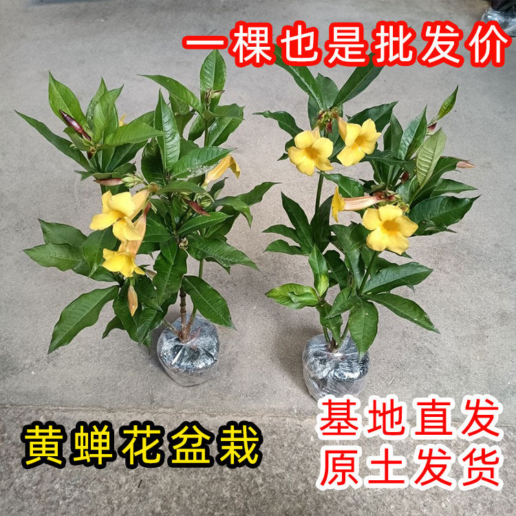 黄蝉花金蝉花庭院阳台绿植