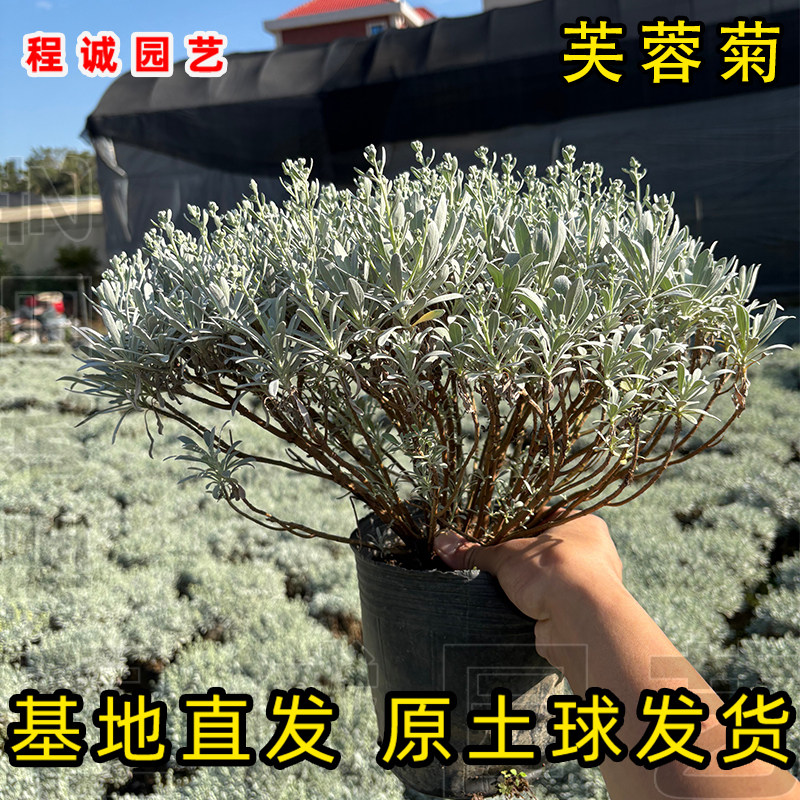 芙蓉菊盆栽白艾雪艾阳台绿植