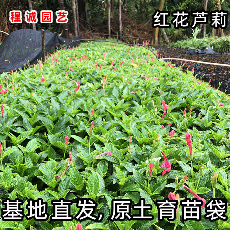 红花芦莉花苗盆栽大吉大利花