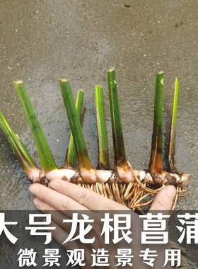 新鲜水菖蒲苗盆栽绿植四季水培植物香菖蒲净化水质臭蒲草端午