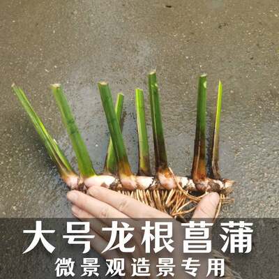 野生新鲜水菖蒲苗盆栽绿植四季水培植物香菖蒲净化水质臭蒲草端午