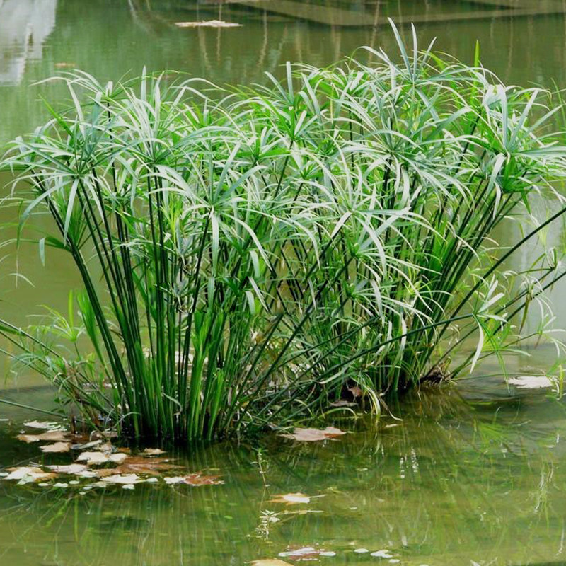 水生水培植物龟水竹盆栽水棕竹鱼缸水池塘旱伞草风车草苗鱼塘美化