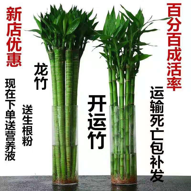 转运竹开运竹紫竹富贵竹、观音竹荷花竹水培植物桌面花卉绿植_虎窝淘