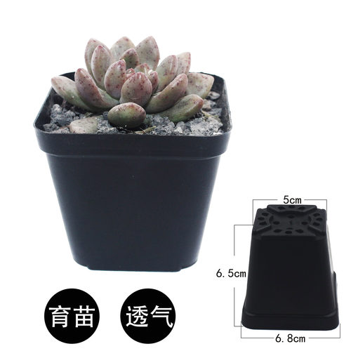 方形塑料多肉植物种植育苗花盆