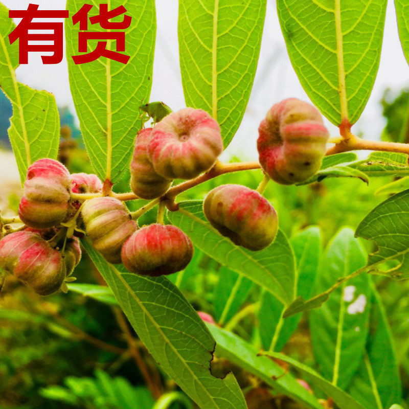 算盘子根算盘子叶黎击子野南瓜算盘珠红橘仔血木瓜磨盘树子草药苗