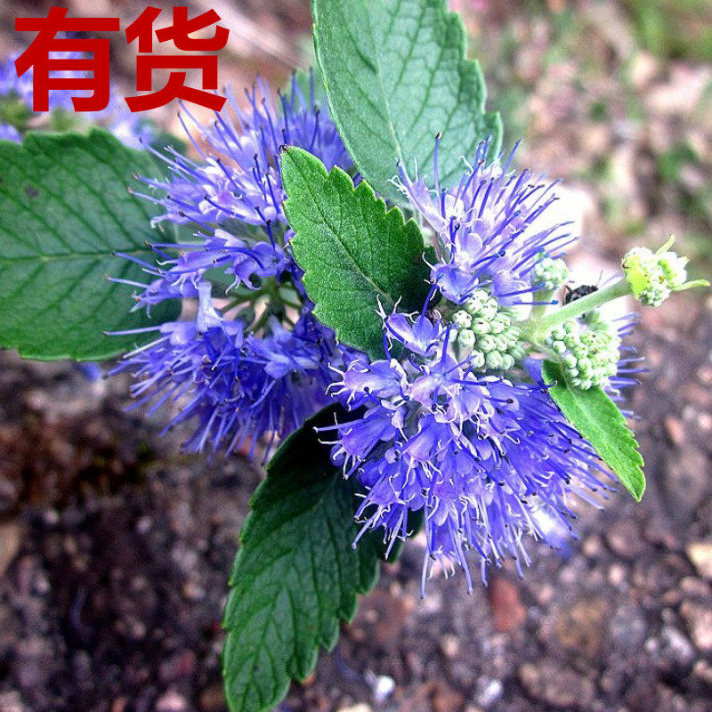 兰香草婆绒花独脚求石母草走马风段菊九层楼茵陈草节节花草药苗