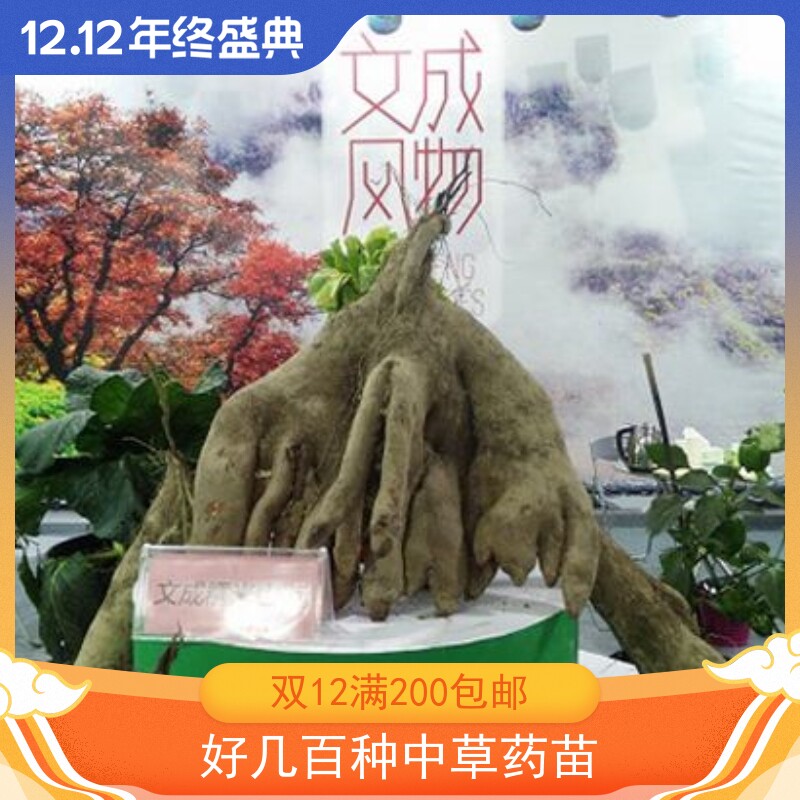 山药苗 块茎藤本新奇植物文成特产糯米山药农家食品美食中药苗