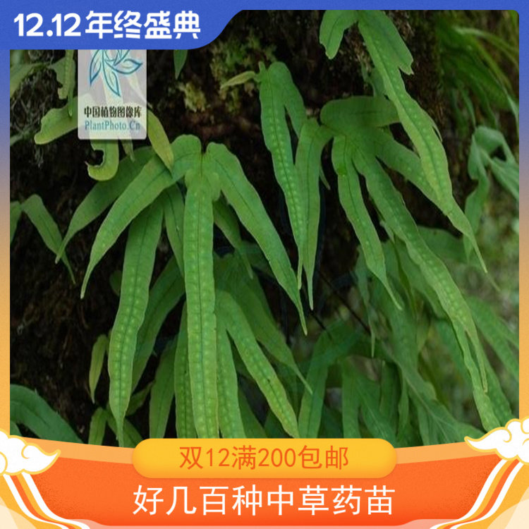 金鸡脚鸭爪掌鹅掌独脚金植物趣味阳台庭院浙药中草药苗摆件室内外