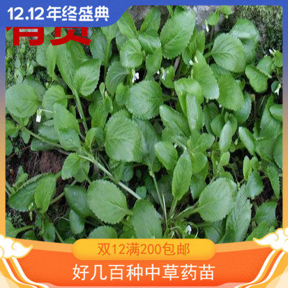 地白草白地黄瓜草地白菜野白菜黄瓜菜雪里青抽脓白天罗白四季药苗