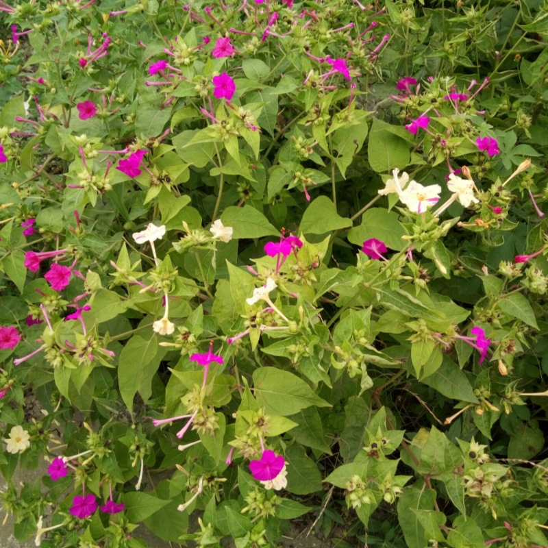 紫茉莉 草茉莉烧汤花茉花胭脂花夜晚花潮来花夜娇娇洗澡花药苗