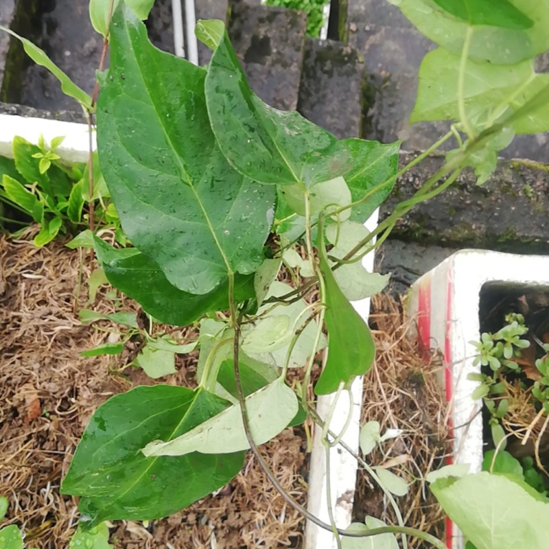 三十六荡老君须鸡骨香双飞蝴蝶百条根中草药种植苗