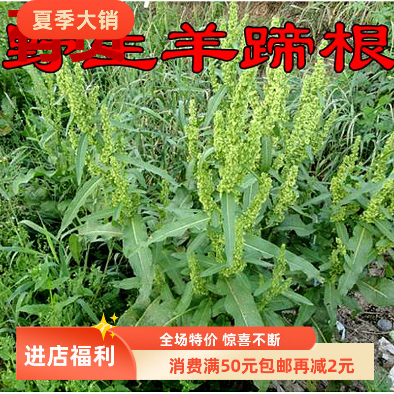羊蹄 土大黄牛舌头野菠菜羊皮叶子室内四季常绿中草药浙药种植苗