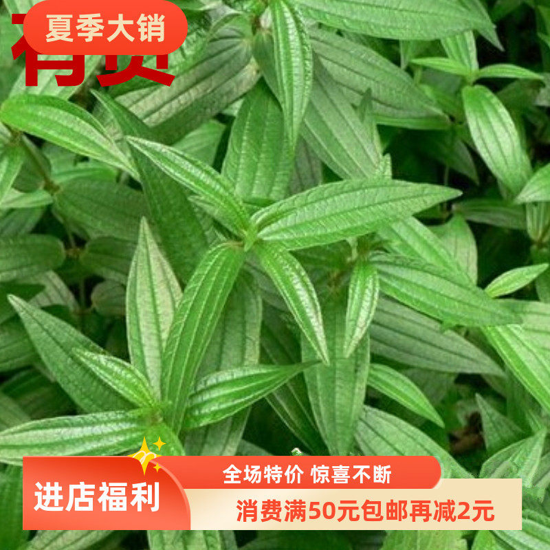 糯米团 糯米草糯米藤糯米条红石藤生扯拢蔓苎麻小粘药浙药草药苗
