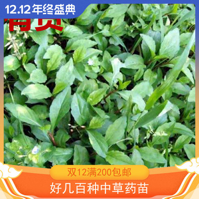 马兰头 紫菊阶前菊鸡儿肠马兰竹节草蟛蜞菊红梗菜盆栽全年草药苗