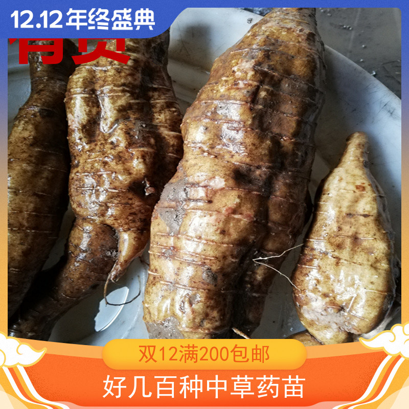 野葛 白葛根紫葛根白葛藤紫葛藤葛藤葛条葛粉家种葛中药材种植苗