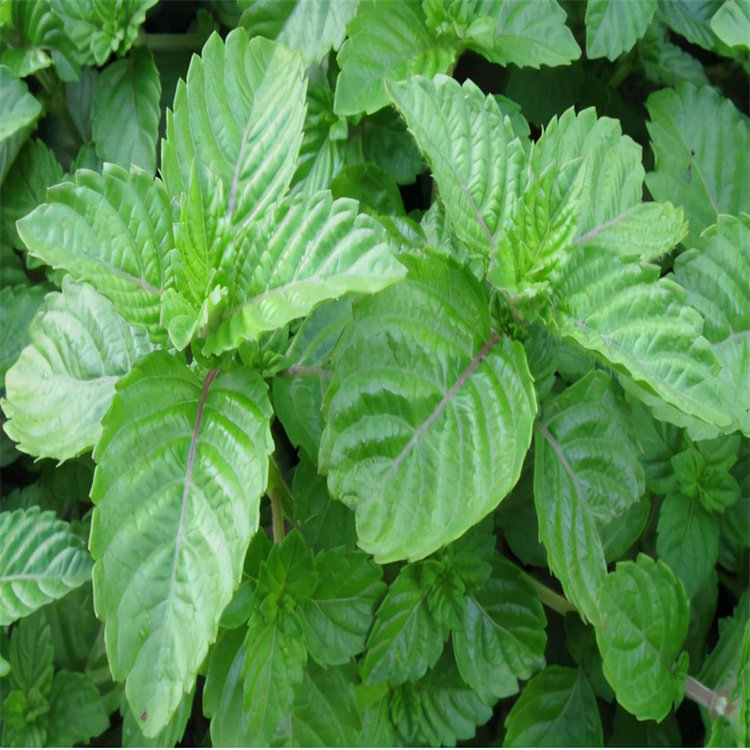 仙草 仙人草豆腐凉粉草可食用植物盆栽阳台绿植庭院中草药苗