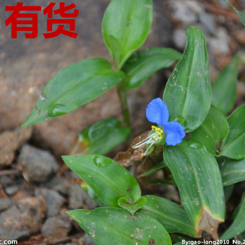 鸭跖草 鸡舌草碧耳环花竹叶蓝姑草菜竹鸡草菜淡碧蝉花四季草药苗