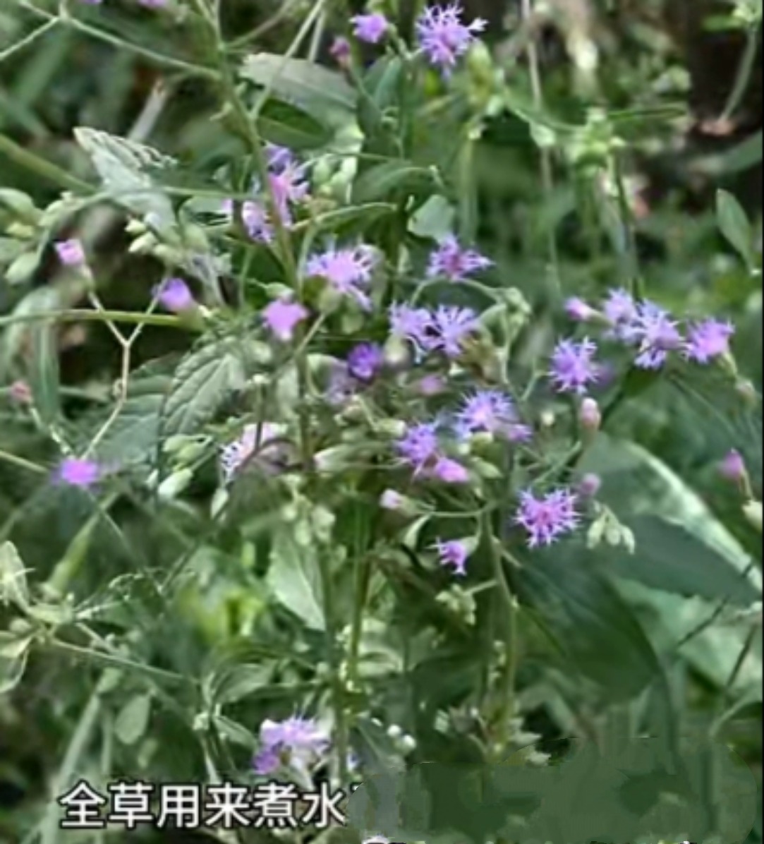 夜香牛菊科多年生草本四至十月种植性味使用中草药苗